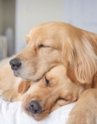 Compatibilitatea dintre zodii