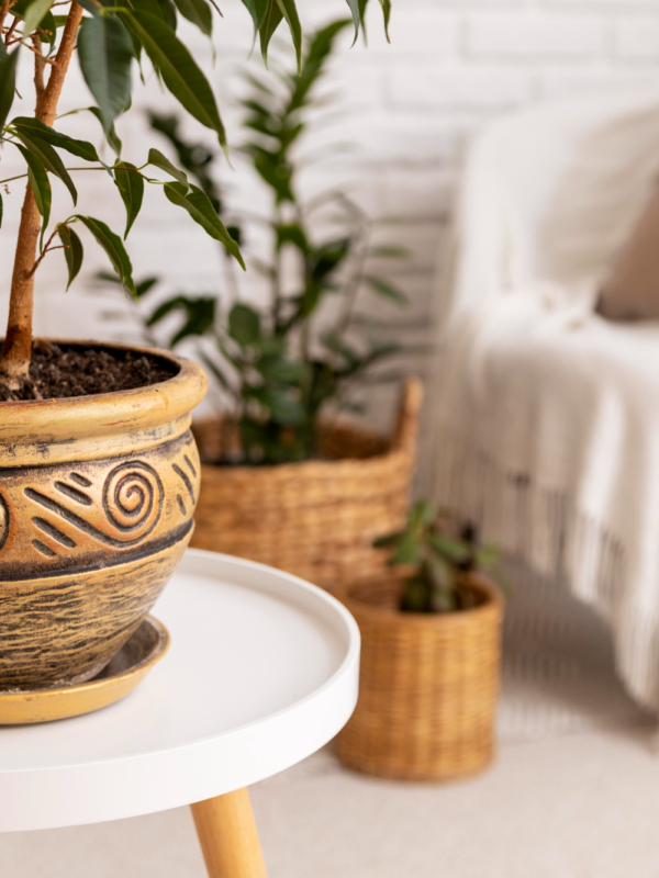 7 plante feng shui pentru prosperitate si abundenta